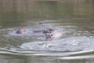 Nijlpaarden in Park Benoue